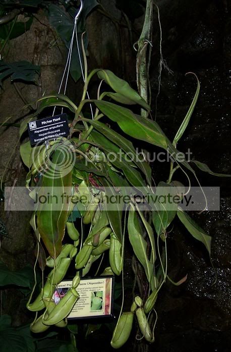 plant5.jpg