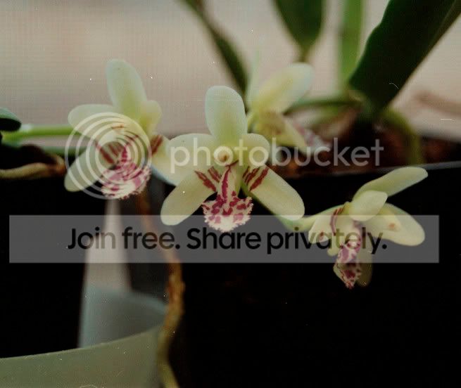 orchid.jpg