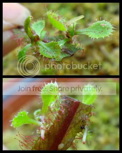 drosera_adelae_plantlets_roots.jpg