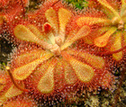 Drosera_natalensis_orange.JPG
