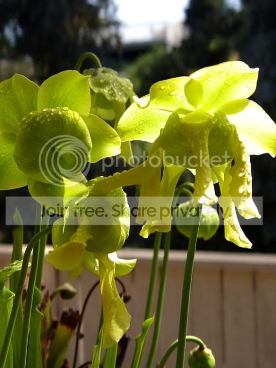 sarr_flowers08_04.jpg