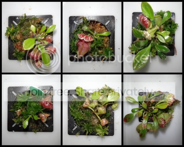 cephalotus_hydroponics_240812.jpg