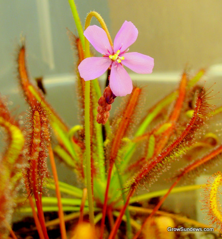 Drosera_capensis_Red_flower_flowering_post.JPG