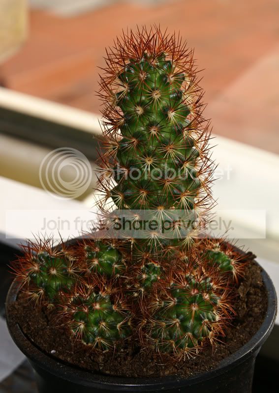 Cacti2.jpg
