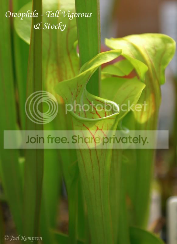 Oreophila-TallVigorousStocky3.jpg