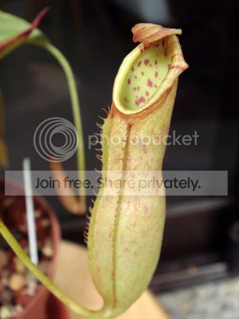 northiana_bal_pitcher.jpg
