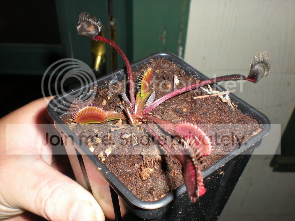 DSCN7195.jpg