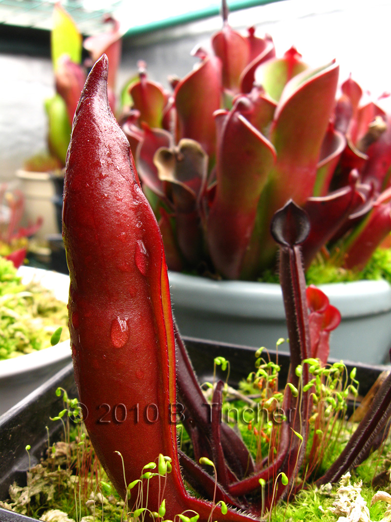 H_sarracenioides.jpg
