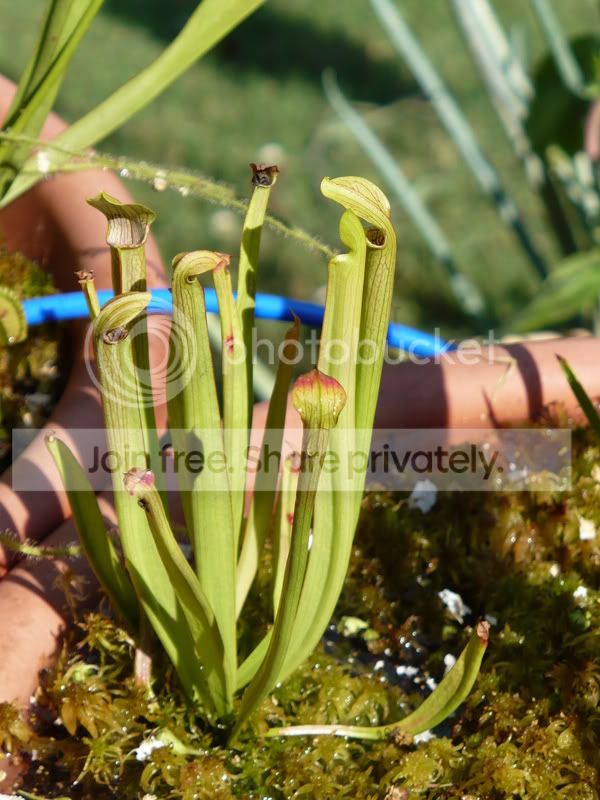 RoxiesBackyardBogs016.jpg