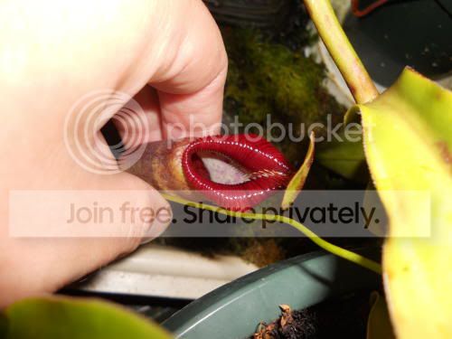 Novata_5-17-11.jpg