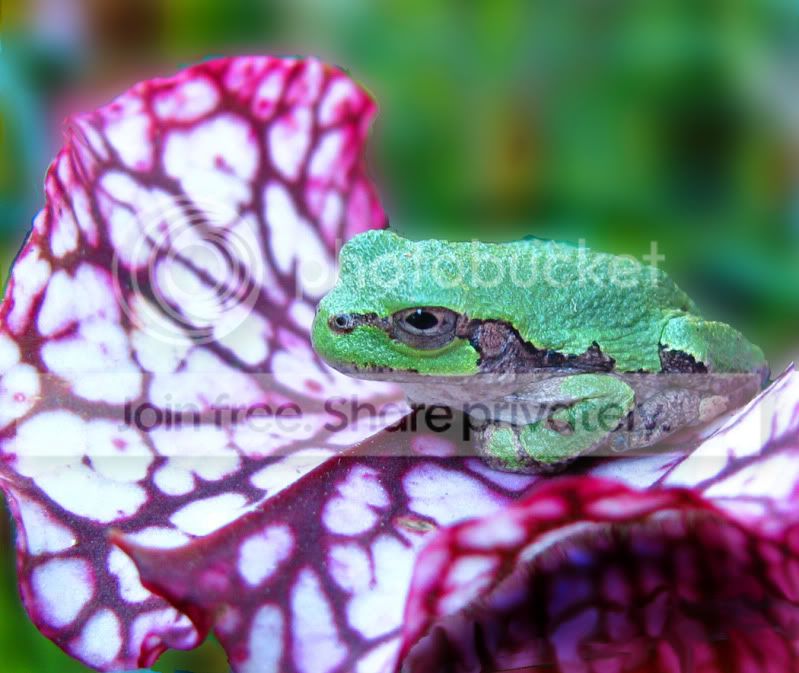 Frog-2sm.jpg