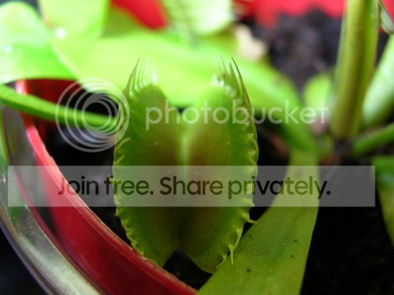vft5.jpg