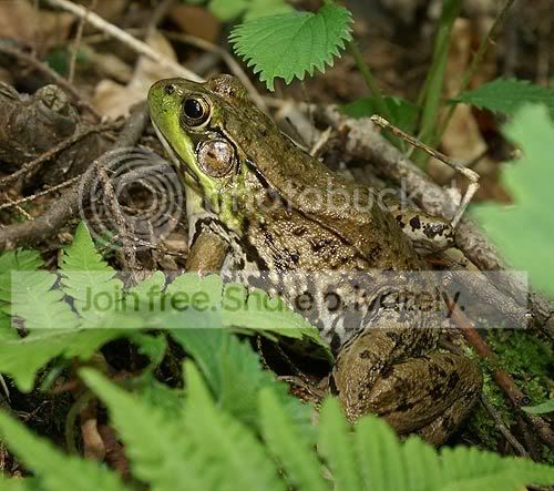 Picture-7215frog.jpg