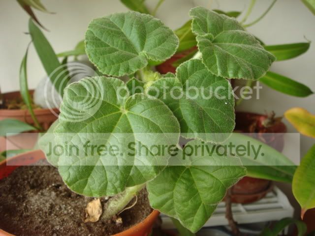 ibicella_lutea_abt2mths.jpg