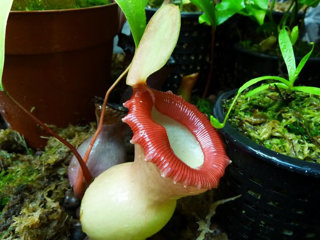 flowerstalkvft12102012057_zps19909966.jpg