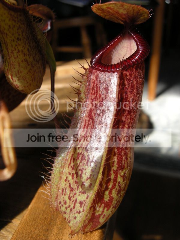 DSCN7098.jpg