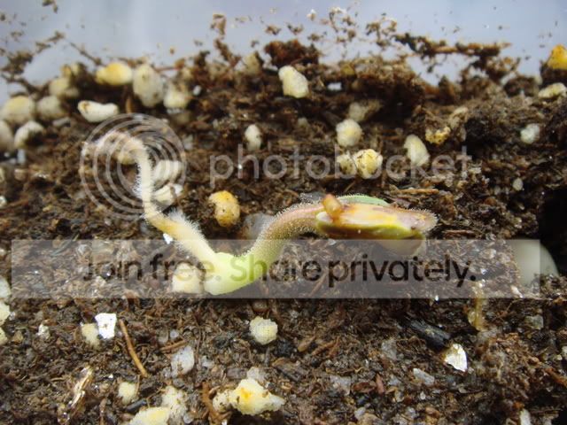 proboscidea_parviflora_seedling_4da.jpg