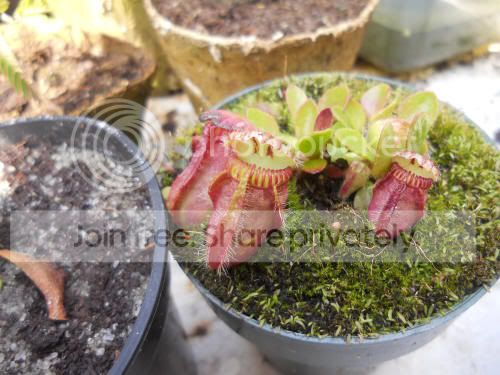 cephalotus_8-1-12.jpg