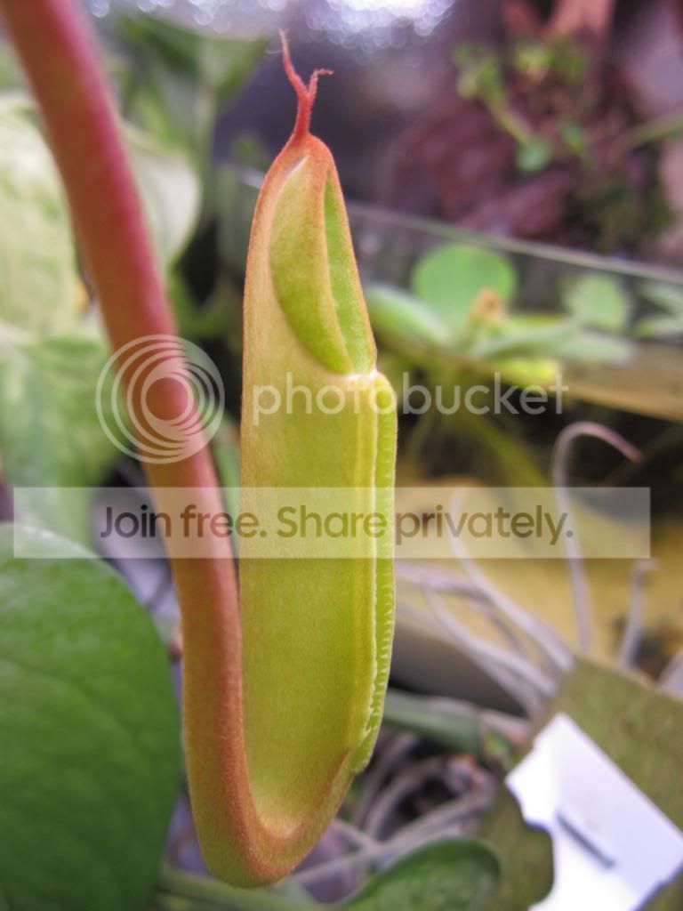 IMG_1825_zps27004b2f.jpg