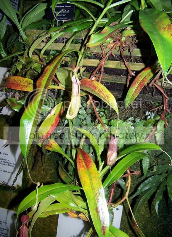 plant4.jpg