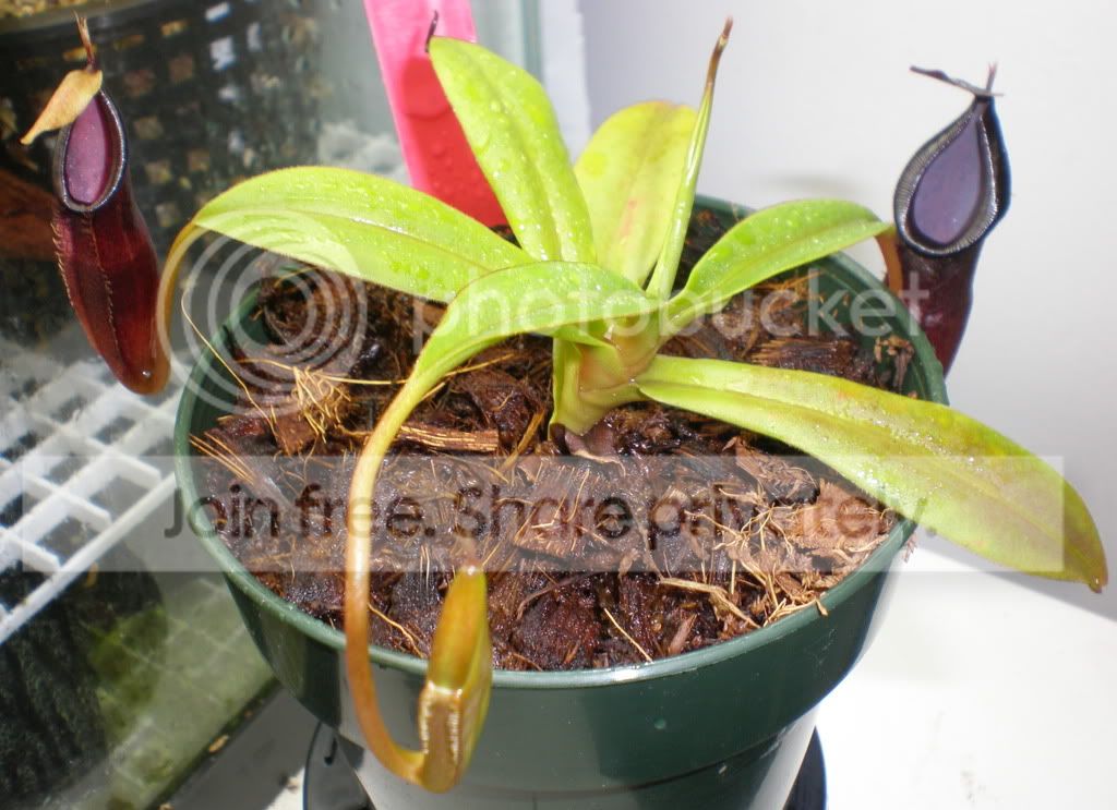 InermisxBongsoWholePlant.jpg