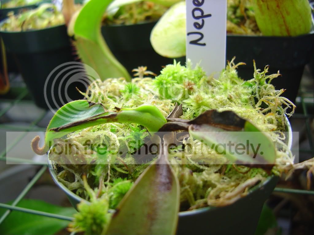 neps11-9-08005.jpg