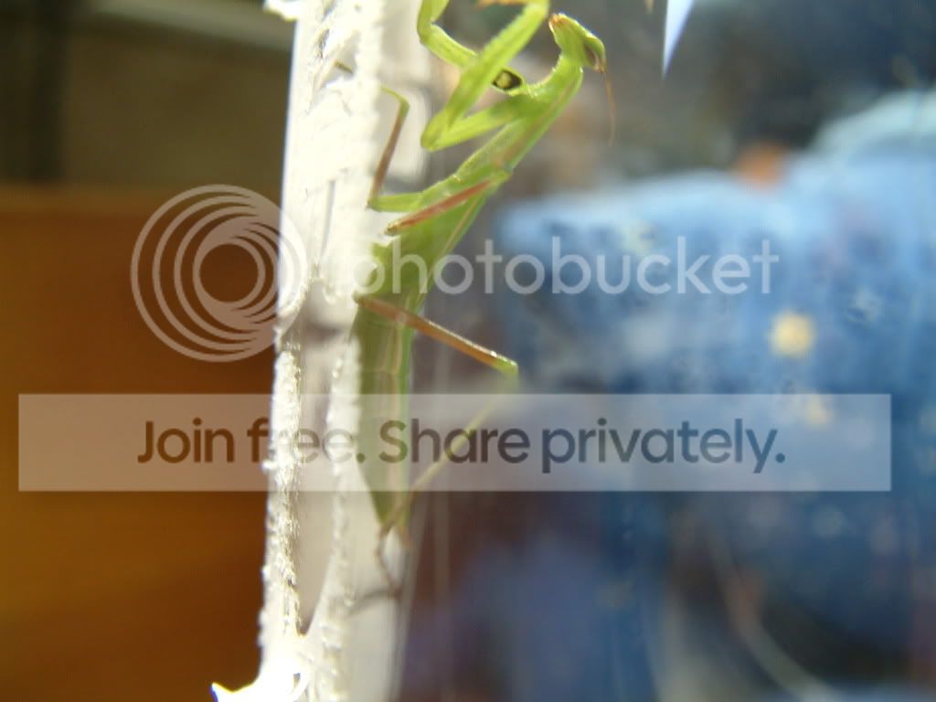 GreenMantis007.jpg