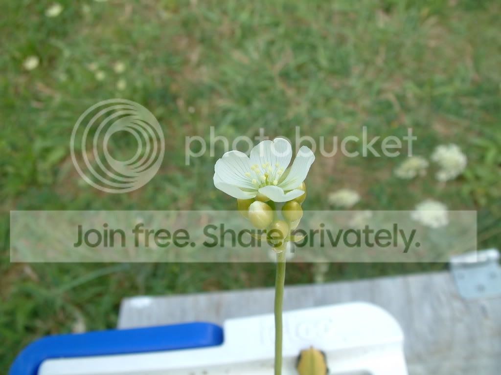 VFTflower002.jpg