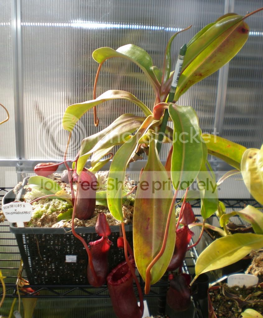 VentxTMWholeplant2.jpg
