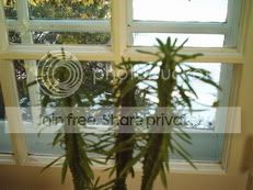 euphorbia2.jpg