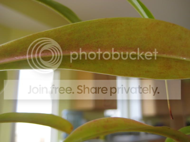 plants042.jpg