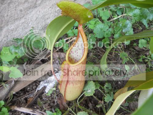 Nsanguinea_8-1-12.jpg