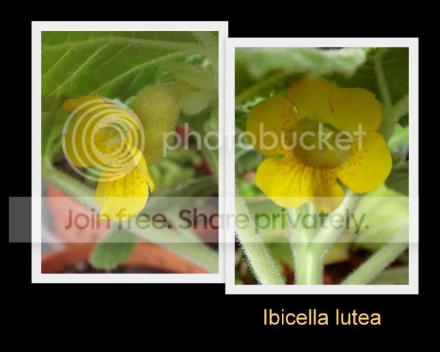 ibicella_lutea_collage.jpg