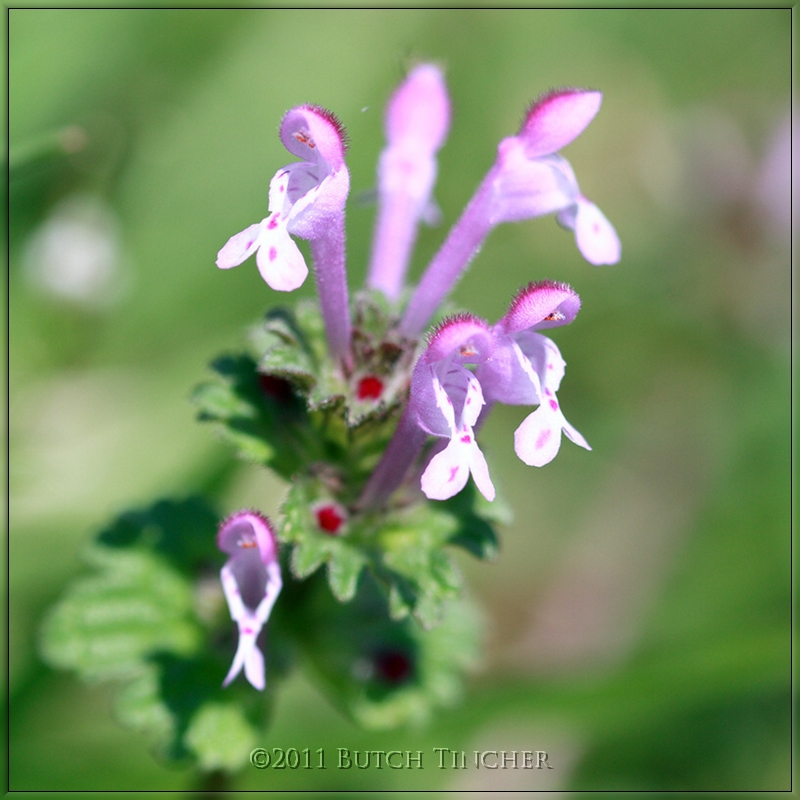 wildflower_hf.jpg