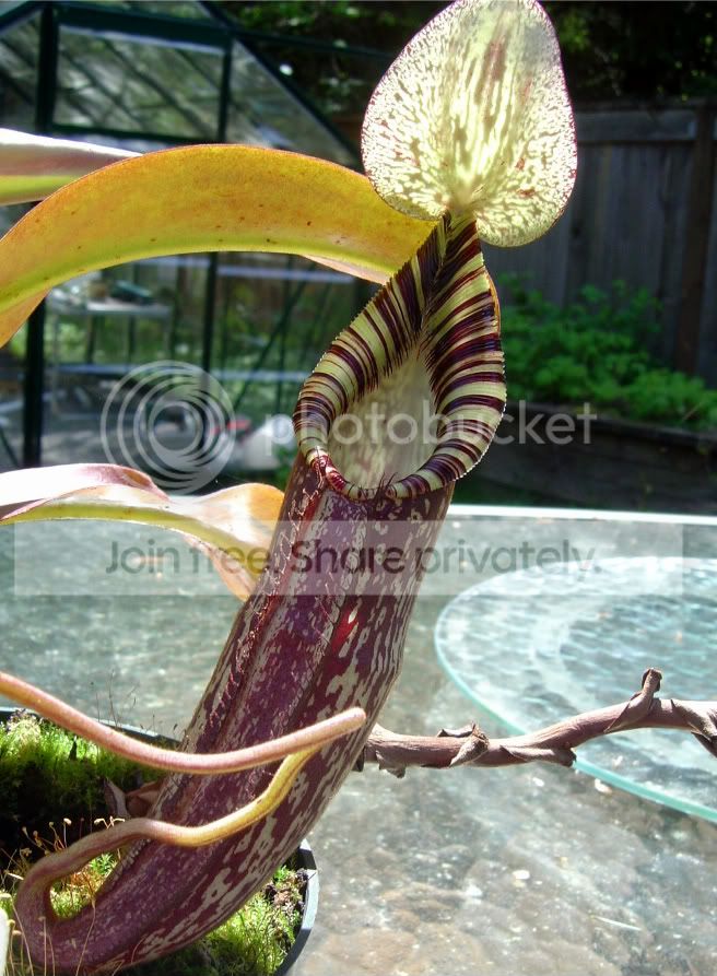 SpringCPs004.jpg