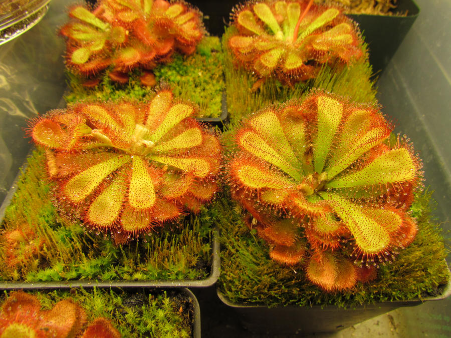 drosera_admirabilis_by_gemstatecarnivore-d4rwsgh.jpg