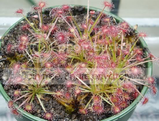 Dparadoxaseedlings011306RS.jpg