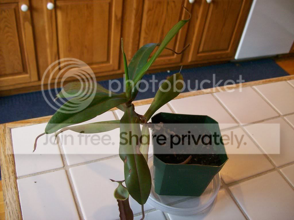 plants078.jpg