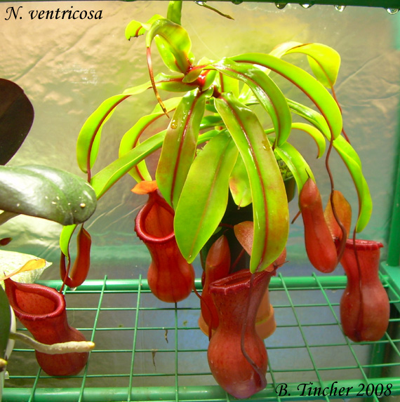 ventricosa.jpg