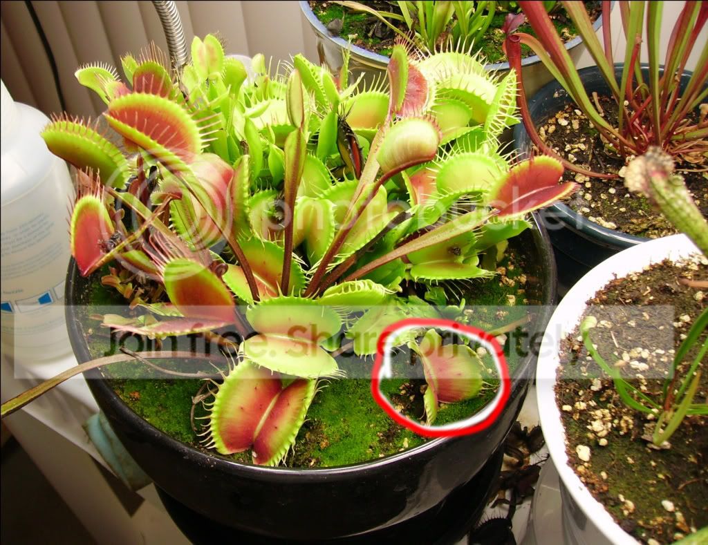 vft.jpg