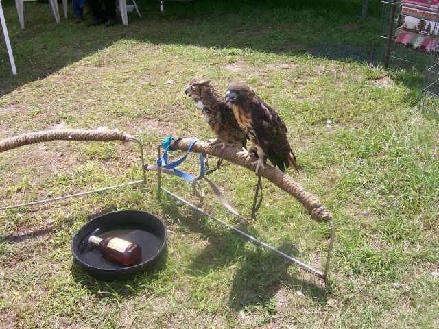 birds3.jpg