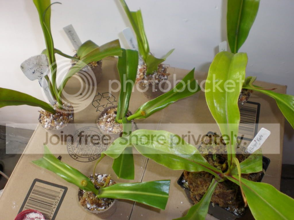 Ludwigcuttings.jpg