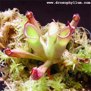 Heliamphoraunknown01.jpg