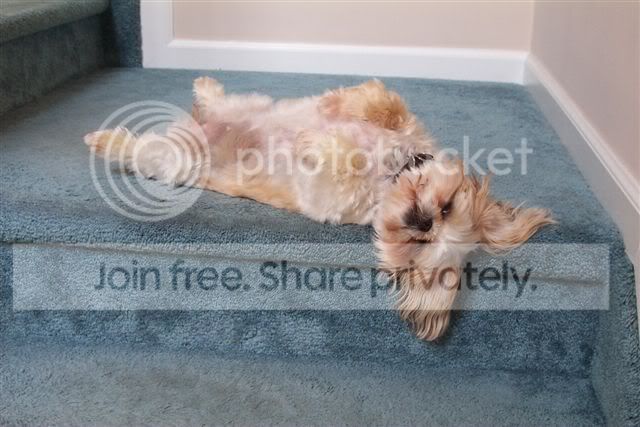 chloe_flop.jpg