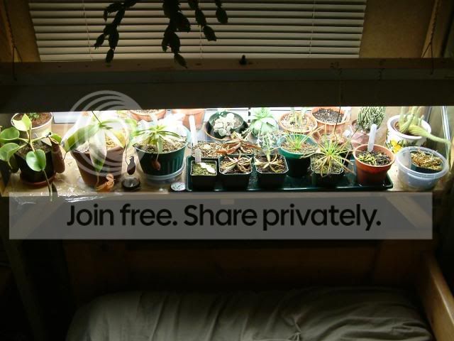 Moreplants025.jpg