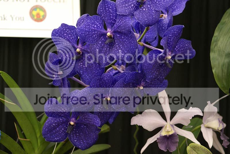 orchids-034.jpg