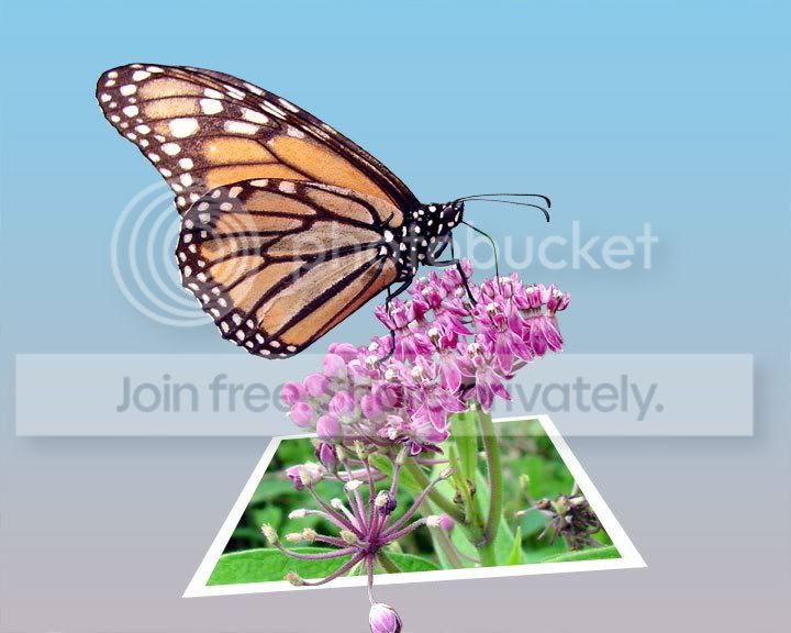 OOB-Butterfly-1.jpg