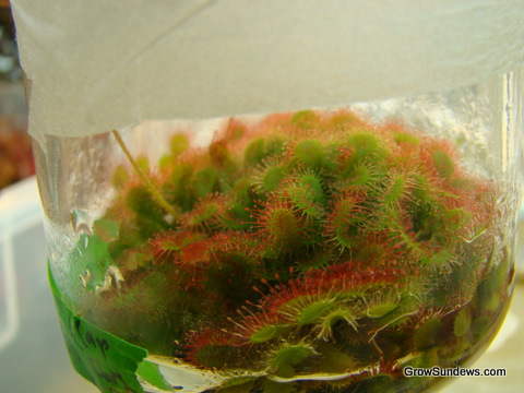 Tokaiensis_tissue_culture_post.JPG