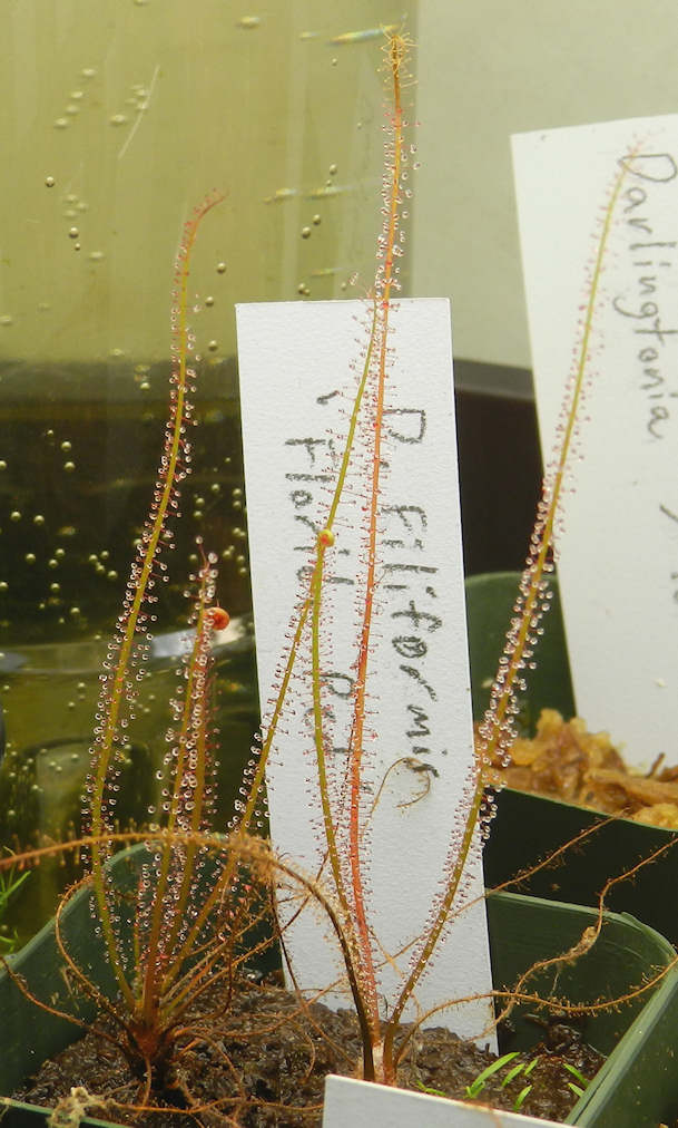 d-filiformis-3-16-15.jpg