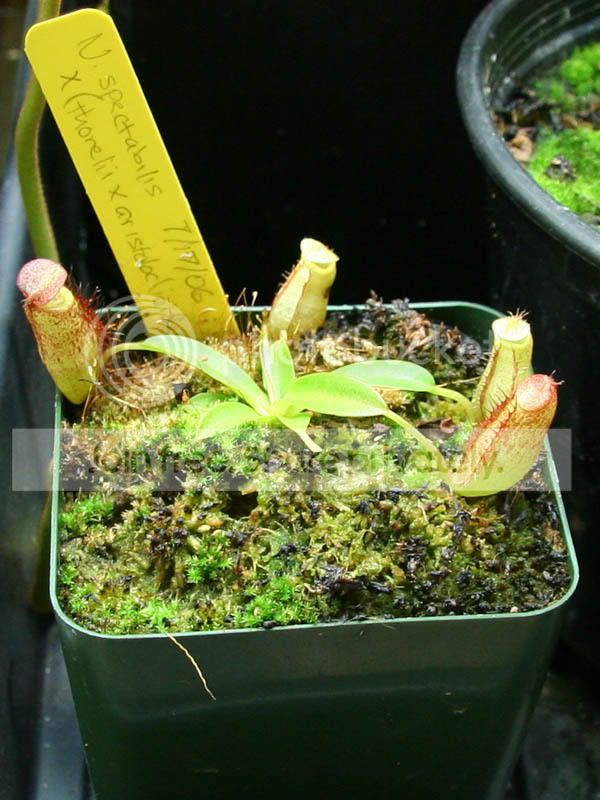 Seedling6-1.jpg